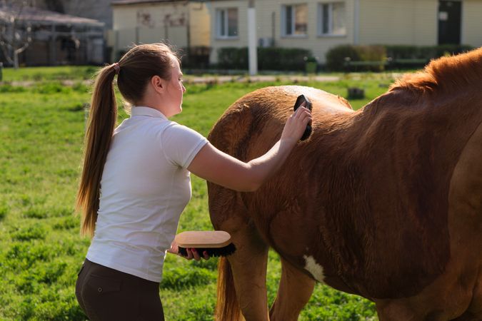 Equestrian grooming horse outdoors