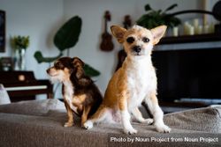 Two cute small dogs on back of sofa in living room 5l3n70