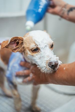 Crop groomer washing happy dog