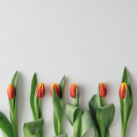 Tulips on light background