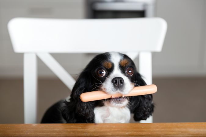 Cavalier spaniel with hot dog in his mouth on a chair