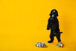 Dog standing waiting to be fed next to food bowl