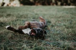 Playful dog laying in grass with cone