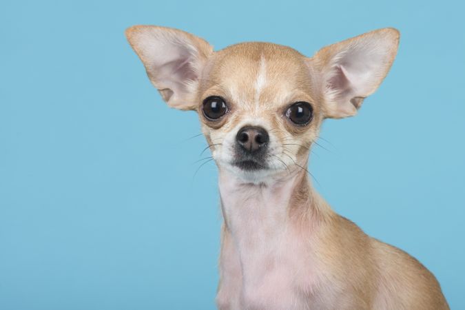 Chihuahua dog portrait at a blue background