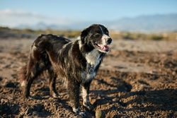 Funny dog sitting on beach