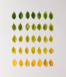 Autumn leaves from green to red in pattern on light background