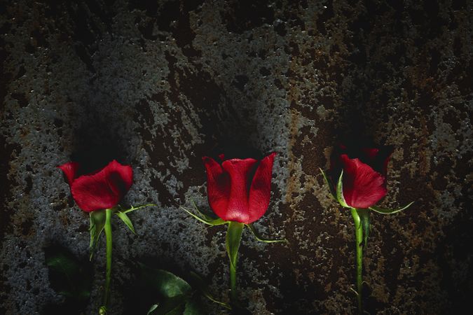 red roses with dark background