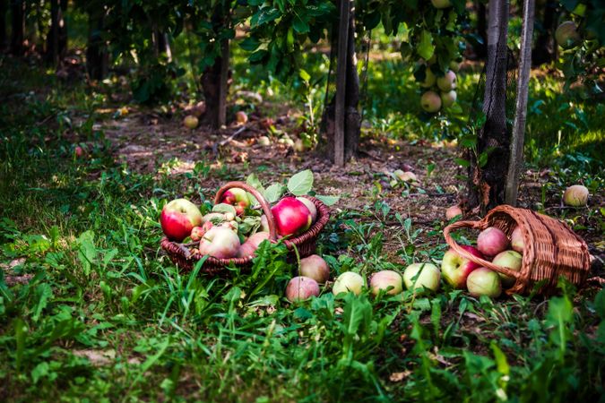 We collect apples. Basket of ripe fruits on an apple plantation.
