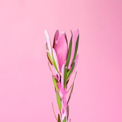 Flower with dripping pink paint