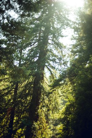 High green trees in forest in summer
