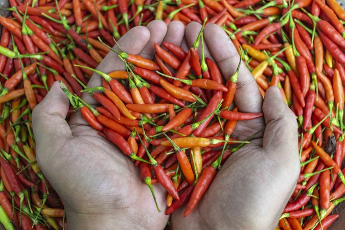 birds eye chili