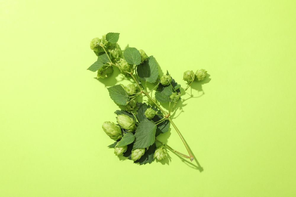 Branch of fresh hop on green background, space for text