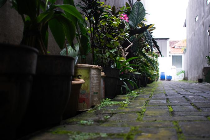 Pots flower in line in front of home, house gardening, low angle view