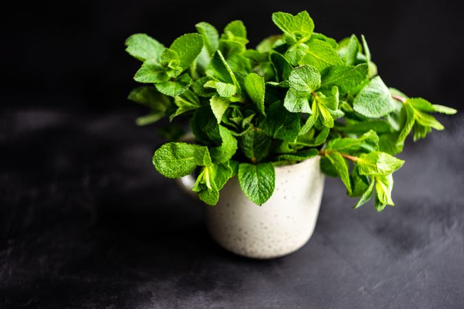 Mug of organic mint leaves on table with copy space