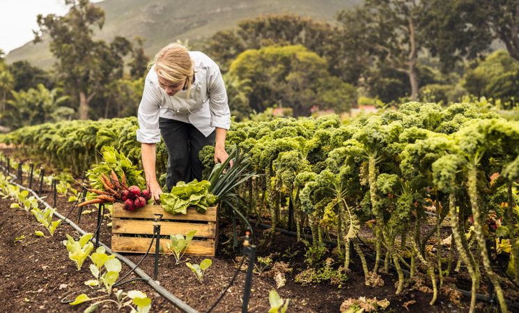 Young female chef harvesting fresh vegetables in an agricultural field