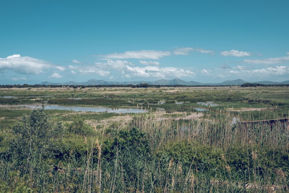 Vast grassy field with puddles of water