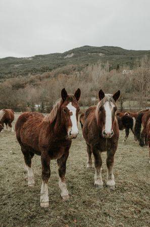 Beautiful horses on meadow