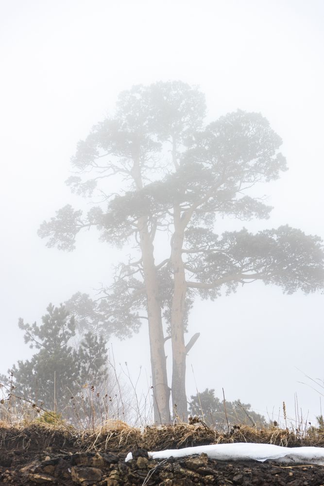 Cold snowy tree in Caucasus mountains