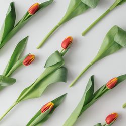 Tulips on light background