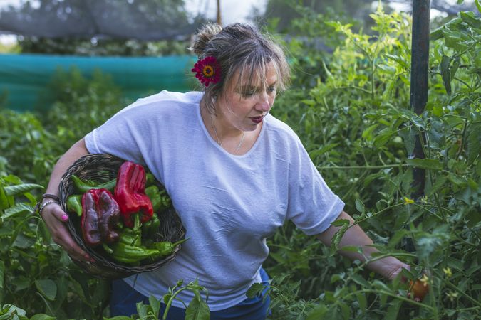 Gardener in apron harvesting vegetables from bushes in basket