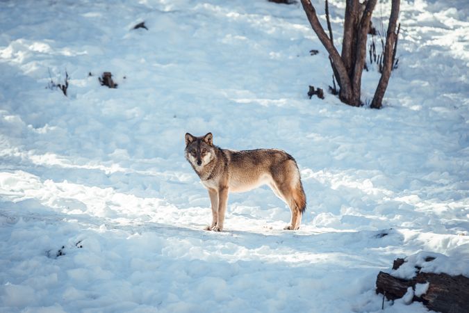 Wolf on hill near stones and snow