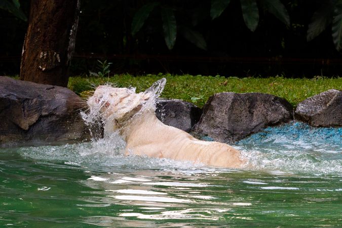 Tiger Playing in Water