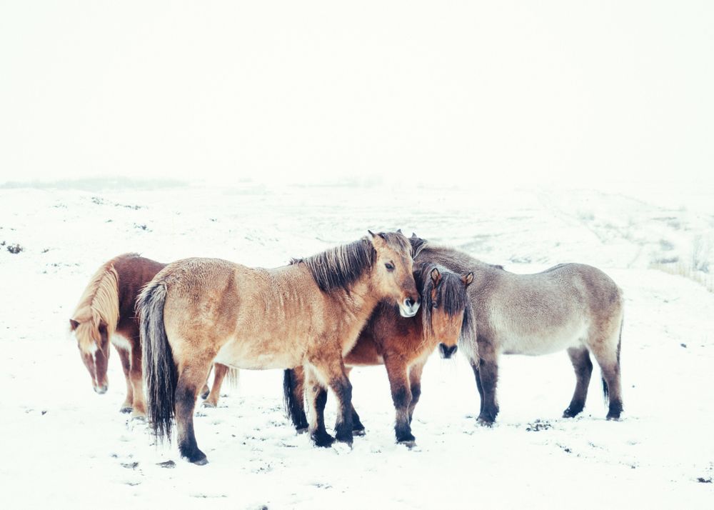 Horses pasturing on snow field
