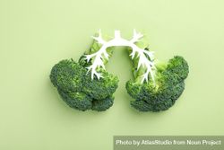 Two stalks of broccoli in lung shape on green background 4mJmeb