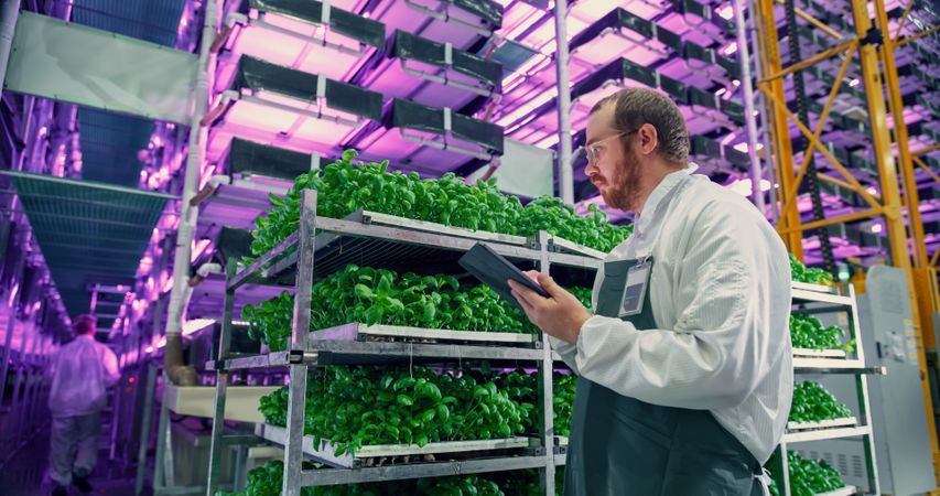 Agricultural Scientist Standing in a Hall in a Vertical Farm Production Space With Neon Light Next to a Rack with Freshly Grown Plants. Hydroponics Technician Using a Tablet Computer, Studying Crops.
