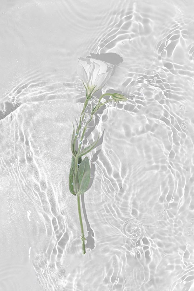 Summer scene with rose floating in water