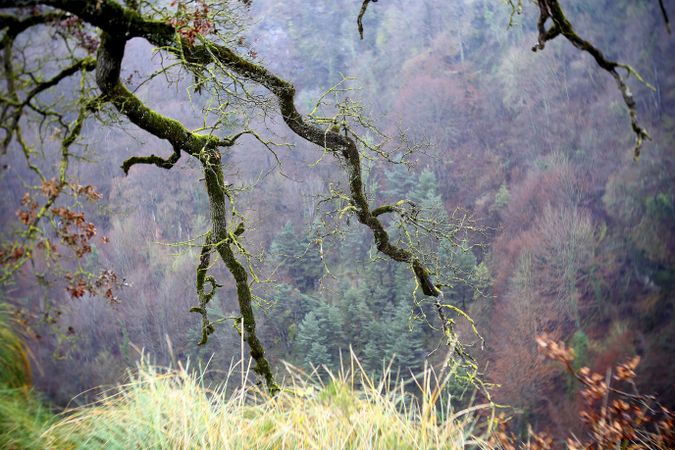 Green branches covered with moss