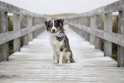 Australian shepherd sitting on bridge