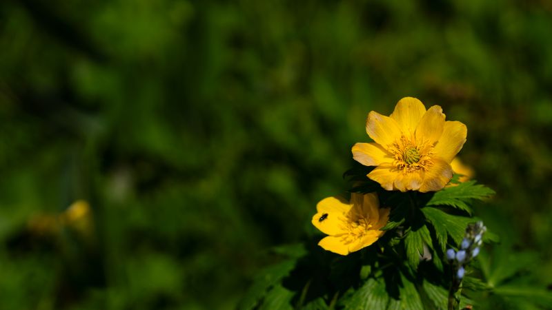 Yellow flowers blooming in lush green foliage.