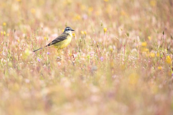 Wild bird on twig between plants