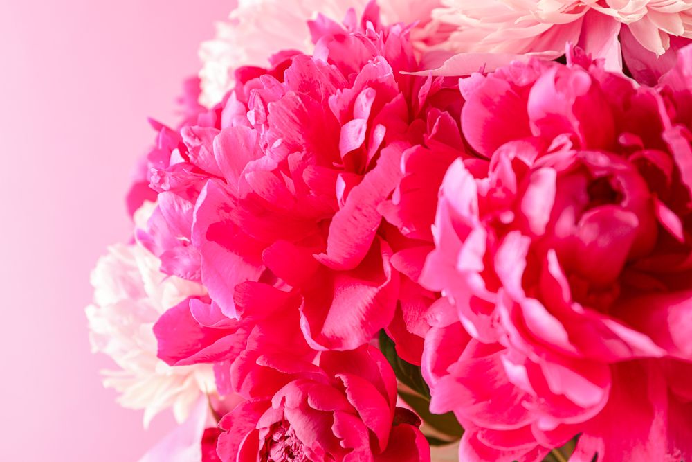 Bouquet of beautiful pink peonies against light background, space for text and closeup