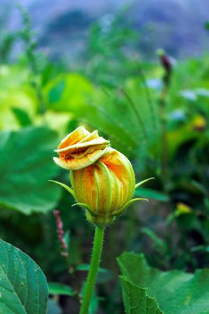 Orange flower about to bloom in field