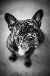 Cute wrinkled dog sitting on ground