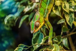 Green chameleon sitting in a tree 5nvZQ5