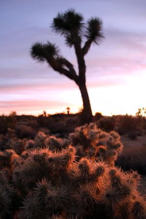 Sunset with cholla in foreground