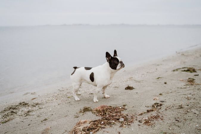 Dog standing on beach near sea