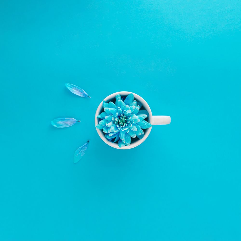Top view of blue flower in mug