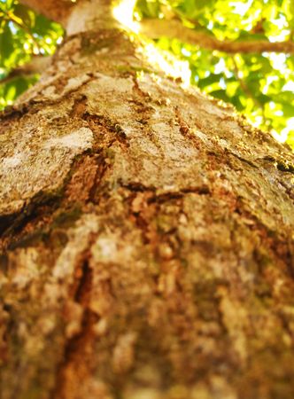 Wood texture image suitable for background.