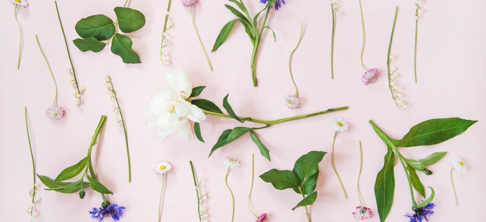 Lily of the valley, cornflowers and daisies with leaves, over pastel pink, wide composition