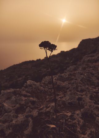 Close up of small plant growing in rocks near coast