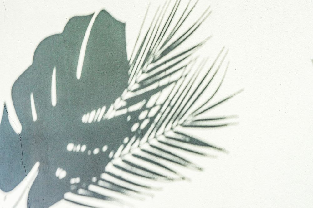 Summer background with palm leaves shadow