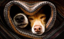 Two sleeping dog sticking their noses out blanket