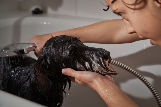 Boy washing dog with water in tub
