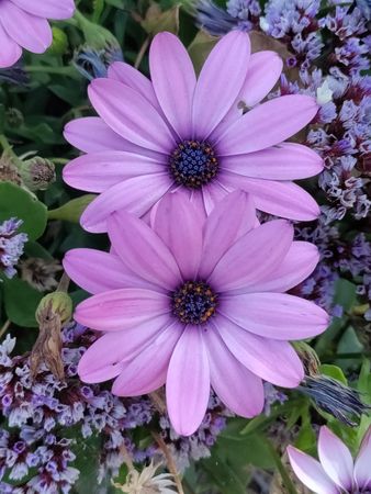 Two purple African daisy flowers, top view