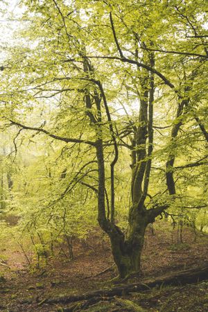 Path in green forest