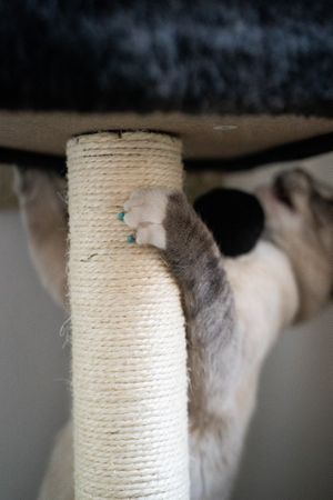 Close up of cat’s nails grabbing onto scratch pole